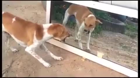 Foolish dog, frightened to see himself in the mirror.