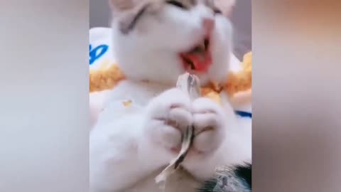 Snow Cat Enjoys Nice Crunchy Meat
