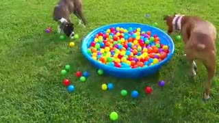 Dog playing small ball, he try to find my ball I throw in the ̀500 balls