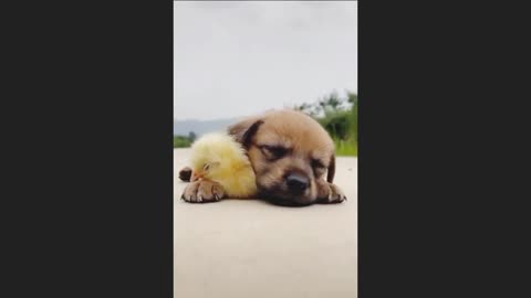 Funny adorable dog having fun with chicken cute dog