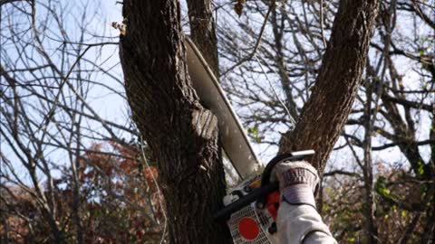 Professional Faller of Tree Removal - (208) 266-3583