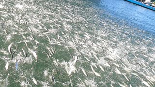 School of Fish Flocks to the Surface