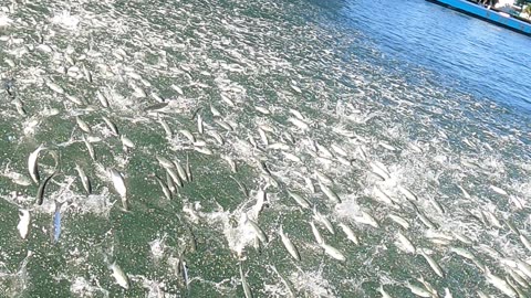 School of Fish Flocks to the Surface