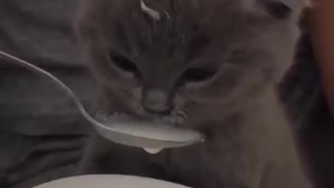 Cute cat drink MILK