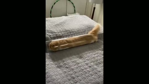 A cat is the liquid it enters a tube smaller than its body size! so magical!