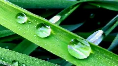 record the morning dew