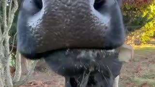 Sweet pet cow eats banana