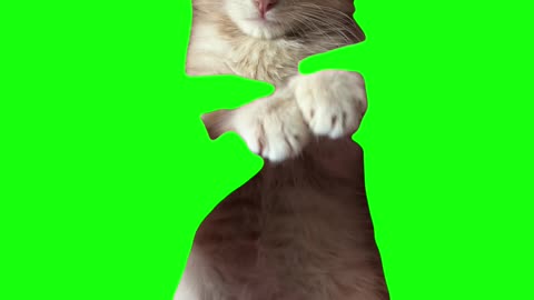 Cat Doing Apple Dance | Green Screen