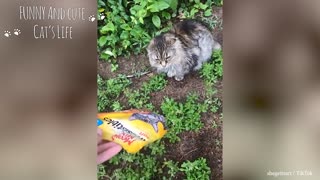 most funny cat video for 2020