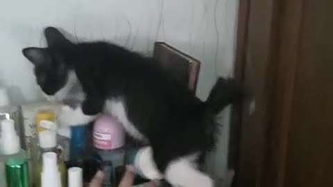 two cats fighting on the dresser making it scatter