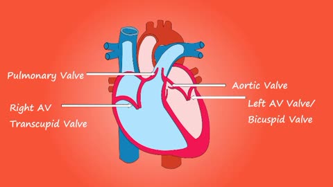 structure of heart or anatomy of heart and blood vessels #cardiology