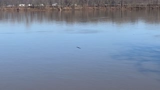 Ohio River Gator 🐊