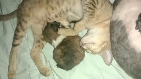 Mama Cat Cuddles With Orphaned Pup