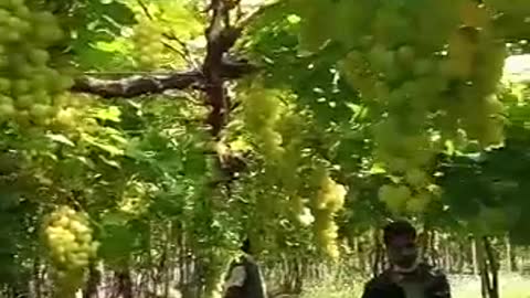 Grapes farmed