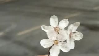 what a nice flower