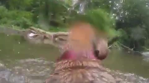 Perspectiva GoPro: Perro atrapa palo en el río