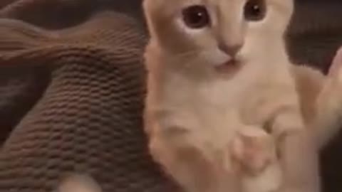 Cute cat tried to calm tail down