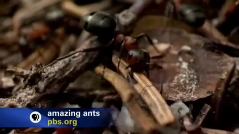 Lord of the Ants (Nature Documentary)