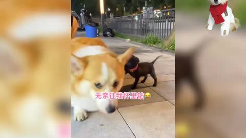 Funny dogs and cute moment - Compilation of Videos of Cute Puppy ,beautiful and Funny