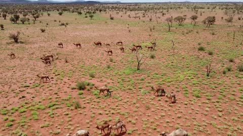 Wild Camel Walking Around Australian Desert