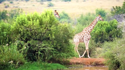 Forest Safari Moments Wildlife Animals