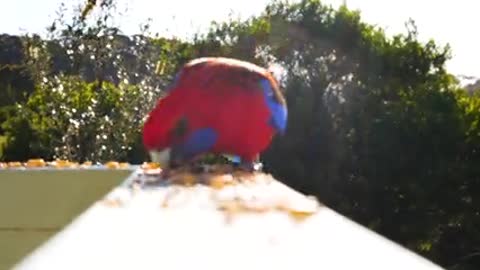 Watch my parrot how it eats himself by its legs