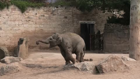 Elephant Youngsters Present Sibling Rivalry Over A Toy