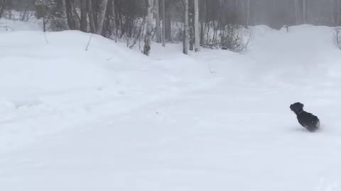 Puppy snow and frisbee