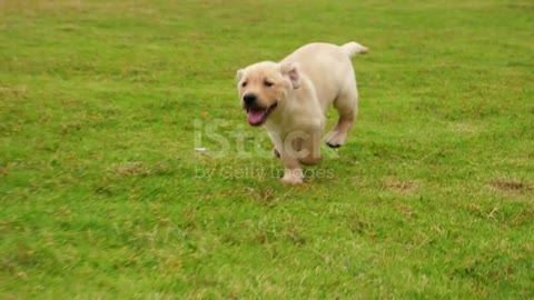 Lovely puppy Labrador running to the camera on the lawn.