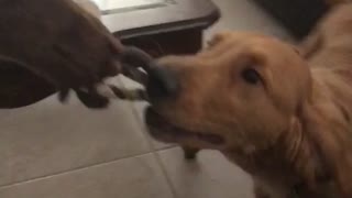 Golden Retriever puppy doubles as personal floor mop