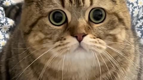 THIS CUTE CAT EYES LOOK MAKES YOUR HEART WANT TO Hug Him