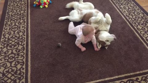 Siberian Husky and Baby Playing Together