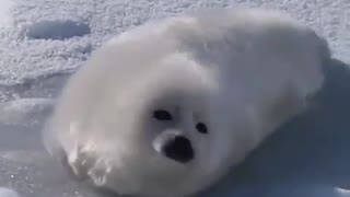 Baby seal tries to roll over