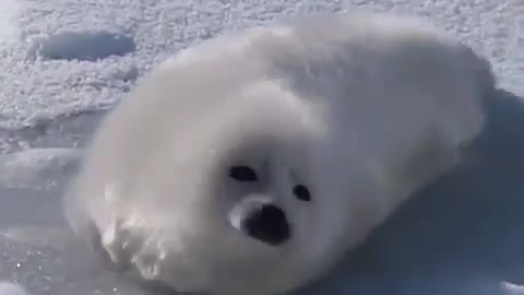 Baby seal tries to roll over