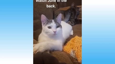 🤣Funniest🐶Dogs and 🐈 Cats - Awesome Funny Pet Animals Videos