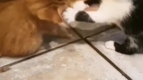 CAT FIGHTING WITH DOG FUNNY