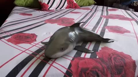Shark out of water