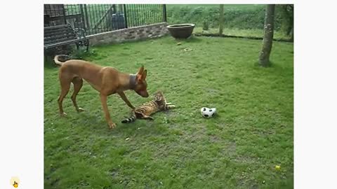 Cat playing with the dog.