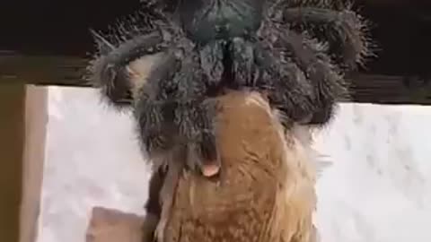 spider eating a bird