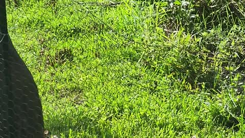 Sand hill crane visits