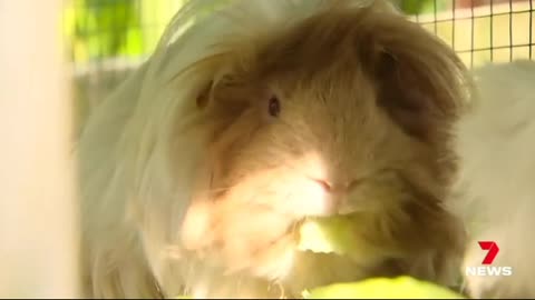 🦘Brave Australian Girl 👧 Rescues Guinea Pig from Snake!🐍