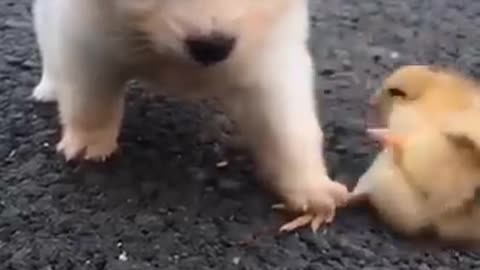 Cute dog video