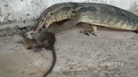 Komodo Dragon Eating Prey