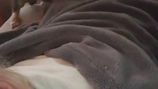 Adorable dog just loves to do massages