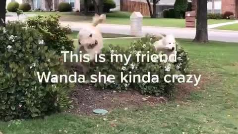 Pup explodes over bush