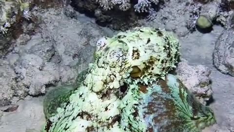 Underwater camouflaging