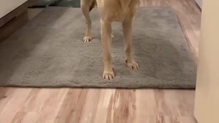 Doggy Scared of Slippery Floor Without His Socks