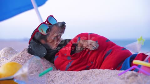 cute dog lies sunbathing at the beach