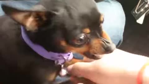 Angry dog wants to bite his owner