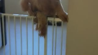 Large tan curly dog jumps over white fence in house